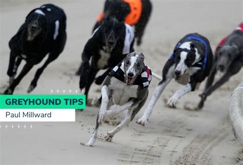 greyhound odds checker|oddschecker greyhounds today.
